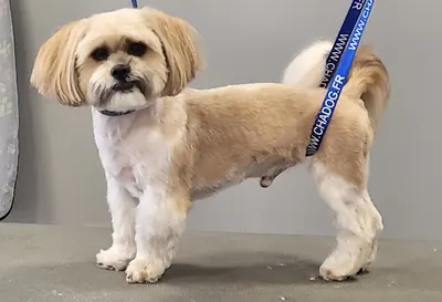 Psi Fryzjer Fryzjer dla zwierząt Sweet Beauty Joanna Przewoźniak Psi fryzjer groomer Śląsk Katowice Chorzów